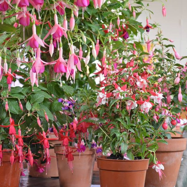  A Fuchsia 