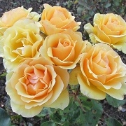 A cluster of 6 or 7 peach coloured rose blooms