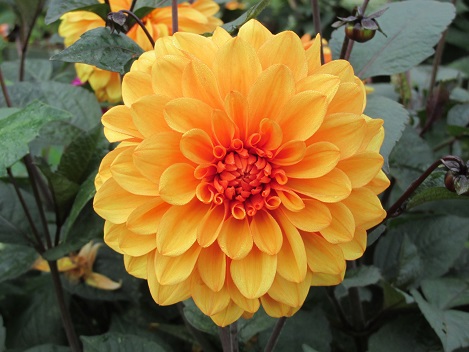 Orangedahlia