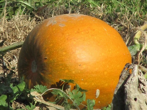 Pumpkin