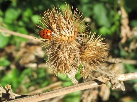 Ladybirdonseedhead