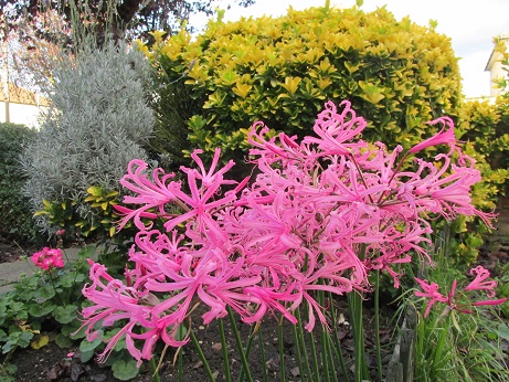 Nerine