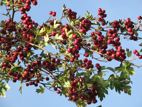 Redberries