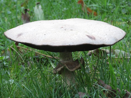 Taodstool