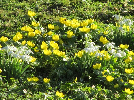 Aconites