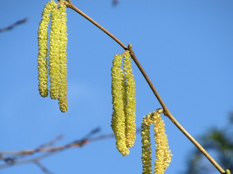 Catkins