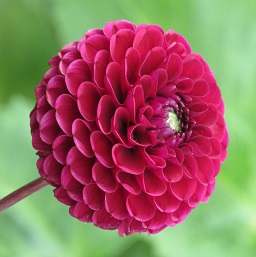 A Dahlia