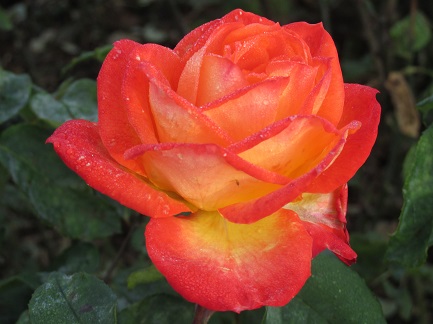 Orangerose