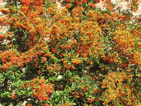 Pyracantha