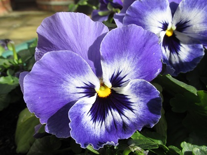 Bluepansy