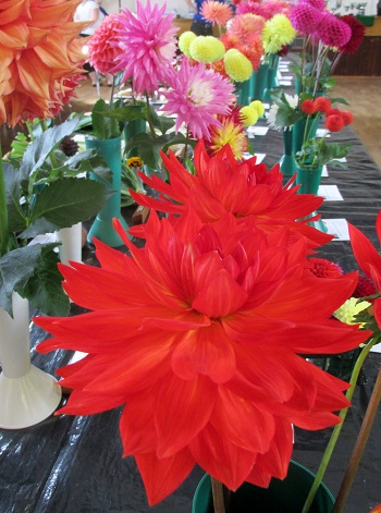 Flowers from the Autumn Show