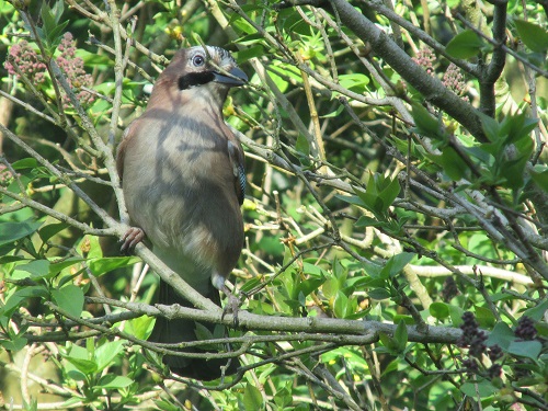 A Jay in a lilac tree with twigs in its beak