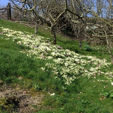 A drift of primroses growing on a bank