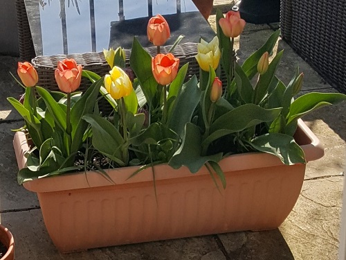 Tulips in a trough