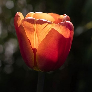 A close up of a backlit tulip head