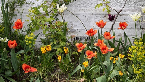 A border including orange tulips and euphorbia against a white wall