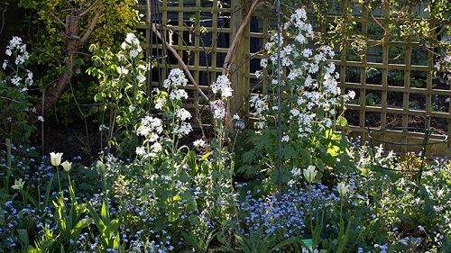 A border of white and blue flowers against a square trellis