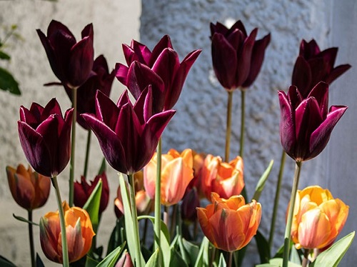 Orangy and maroon tulips