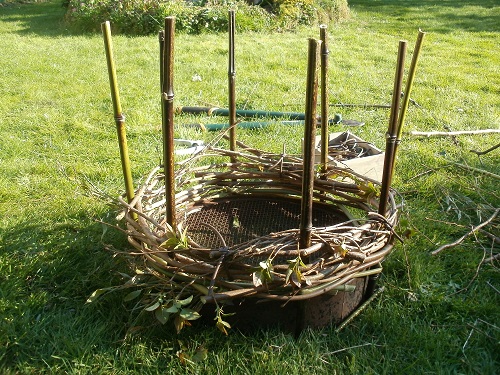 A circular hazel and bamboo plant support under construction