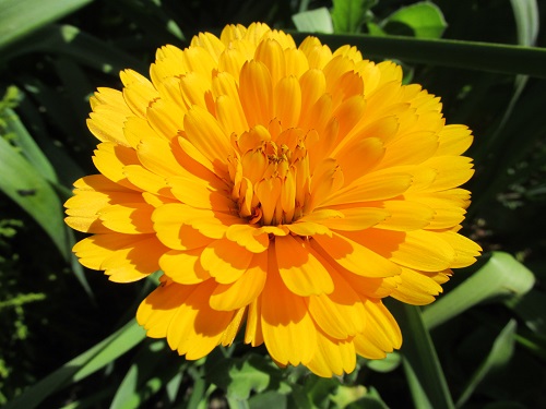 A variety of orange Calendula