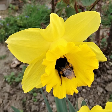 A yellow daffodil with a bee in the trumpet