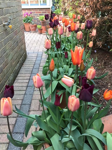 Pink, purple and orange tulips line the path