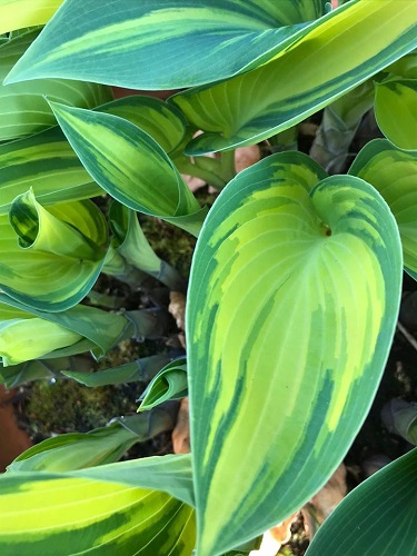 Multi green patterns of hosta leaves