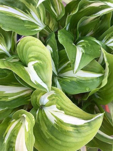 Olive green and white hosta leaves