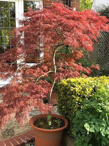 Acer tree in ap pot just outside the house