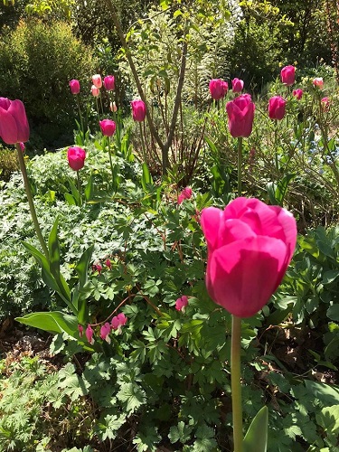 A well stocked border with pink tulips