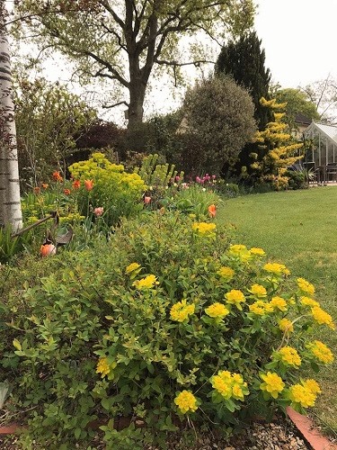 A curving yellow flower border