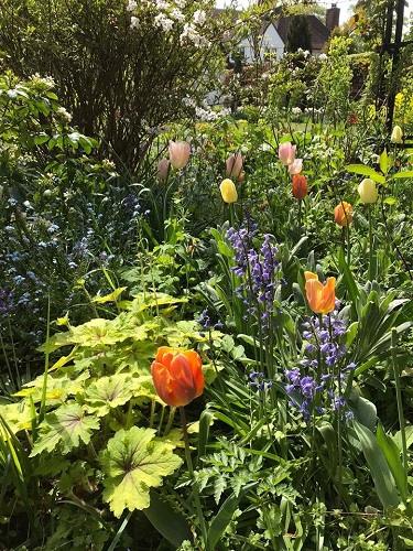 Tulips of many different colours and a heuchera in the foreground