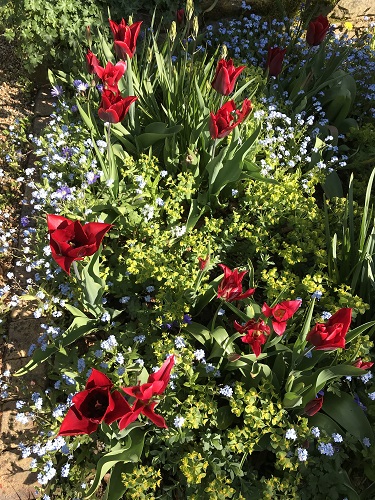 Red tulips and blue forget me nots