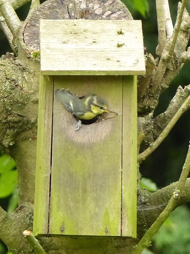 Another baby blue tit emerging from the box, one wing in and one wing out