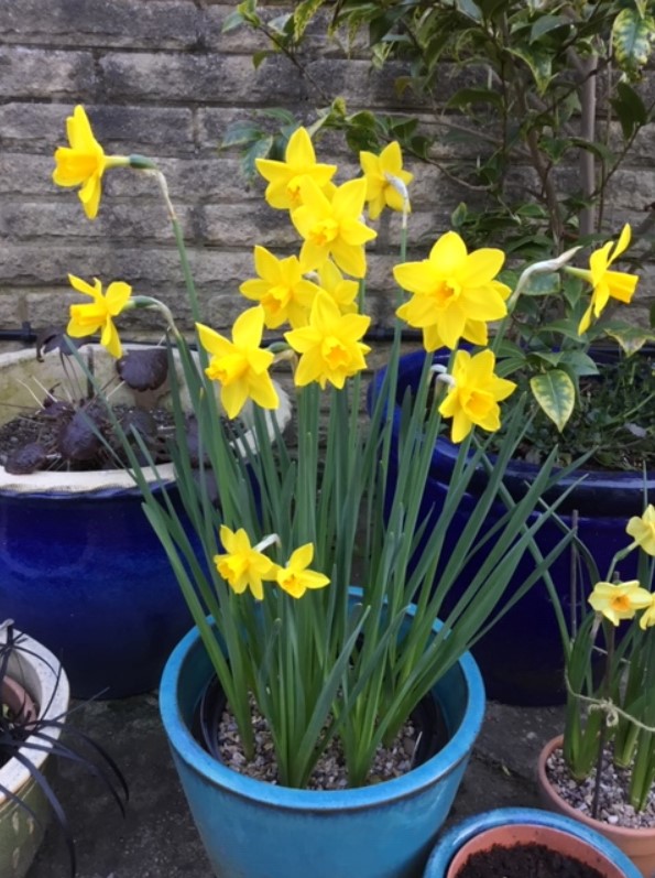 A pot of small yellow daffodils