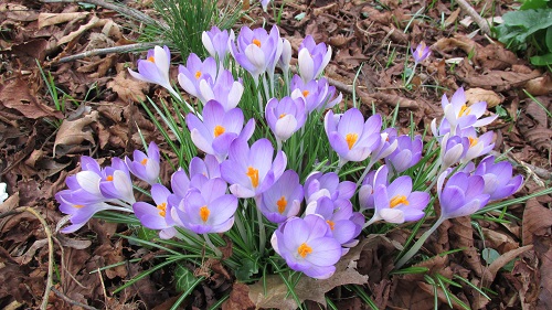 A close-up of mauve crocuses with yellow centres