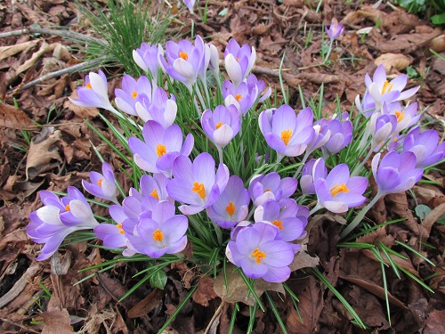 Crocusclose2