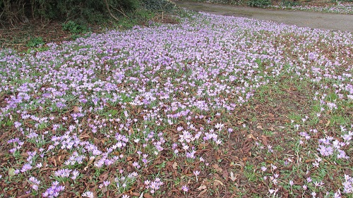 A drift of mauve crocuses