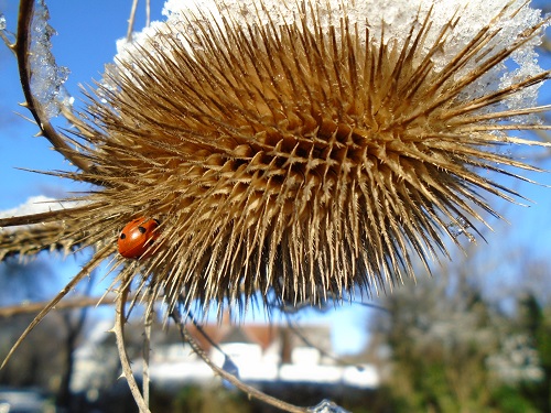 A ladybird on an ice covered teasel