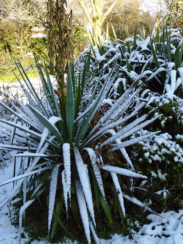 A snow covered Yucca