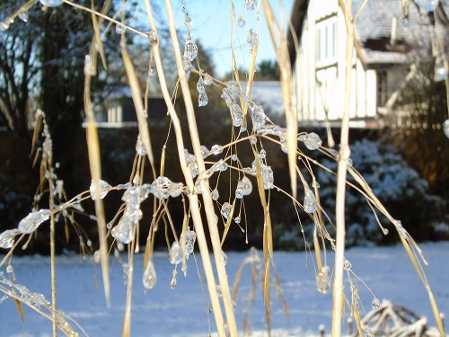 Ice globules on tall dry grass