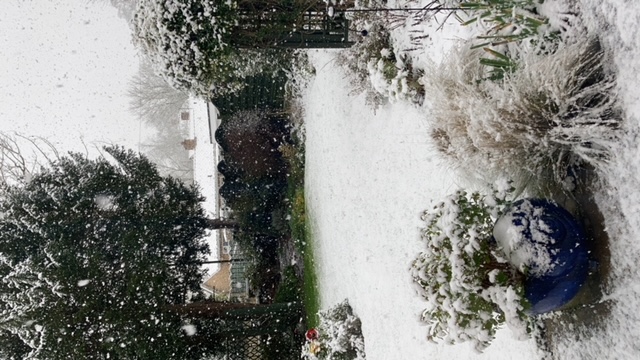 A snow covered garden