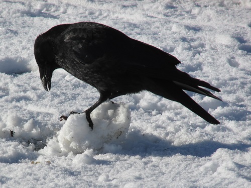 A crow making a snow ball