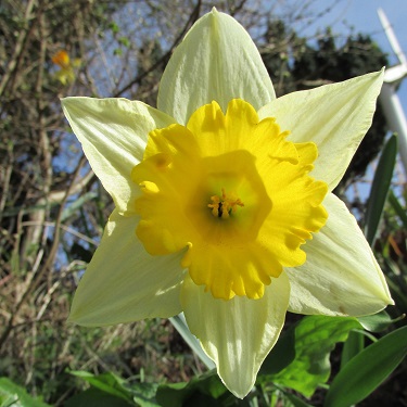 A yellow and white daffodil bloom