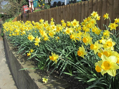 A border of yellow daffodils in front of a wooden fence