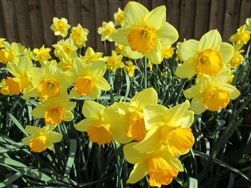 Yellow daffodils in a border