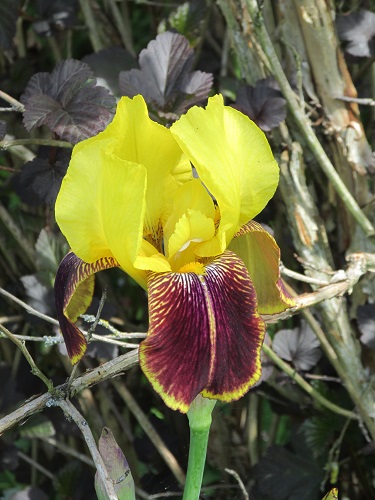 Iris bloom at Serendi