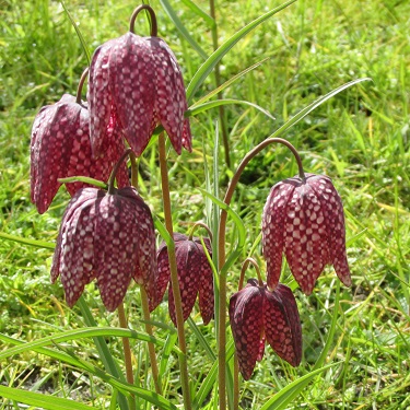 A stand of snakes-head-fritillary