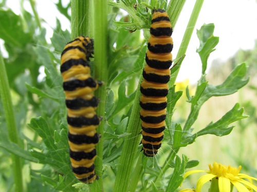 Tiger striped caterpillars on ragwort