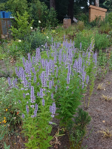 Blue flowers at Wisley